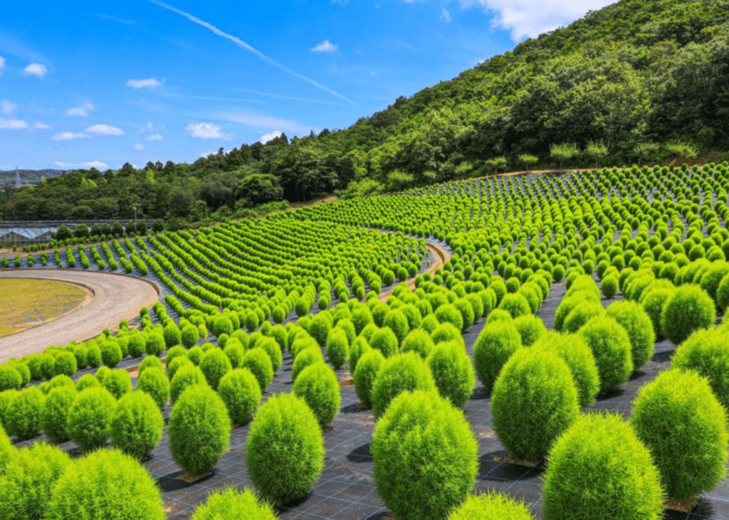 コキア（志摩市観光農園）