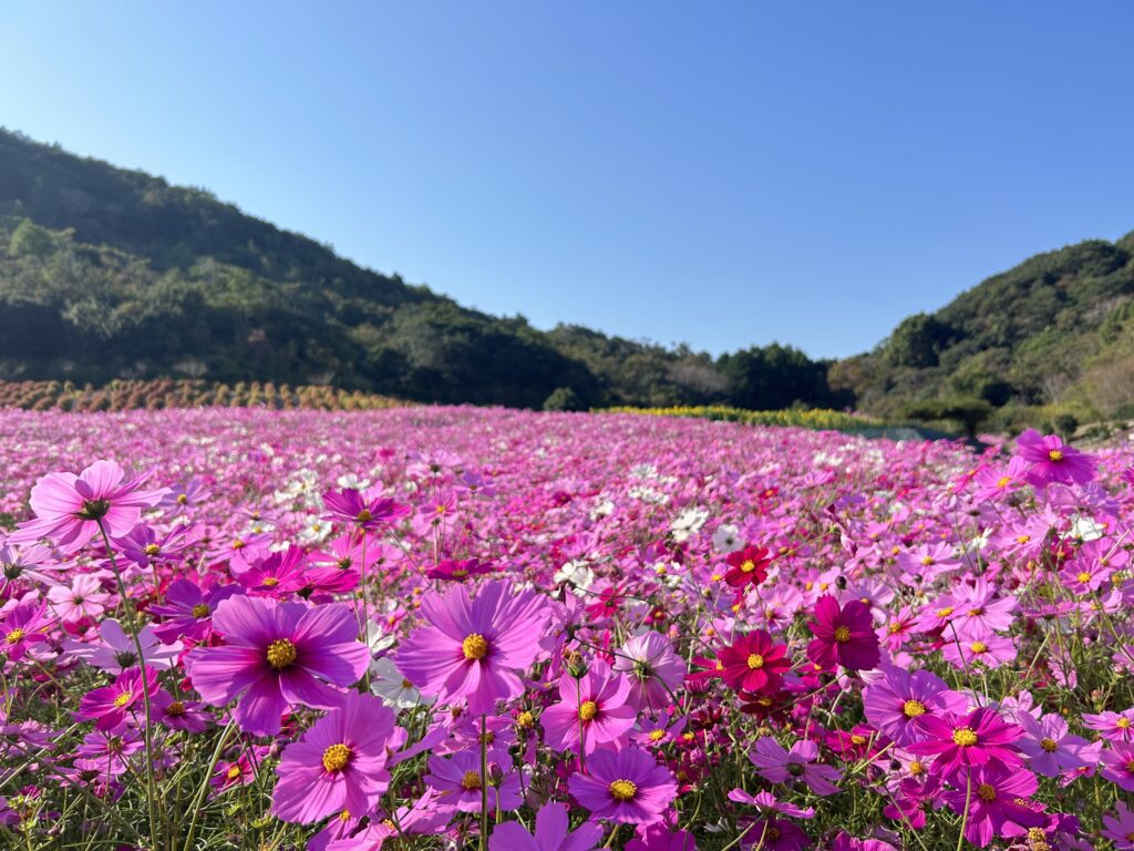 コスモス（志摩市観光農園）